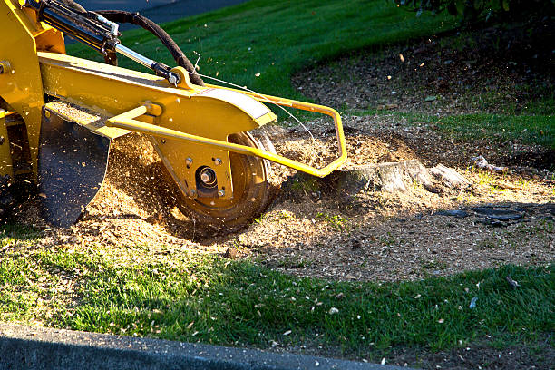 The Steps Involved in Our Tree Care Process in Wharton, NJ